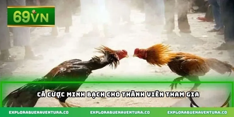 Cá cược minh bạch cho thành viên tham gia