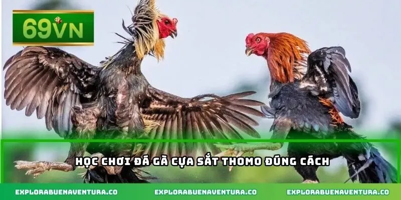 Học chơi đá gà cựa sắt Thomo đúng cách