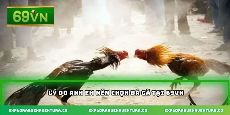 Lý do anh em nên chọn đá gà tại 69VN