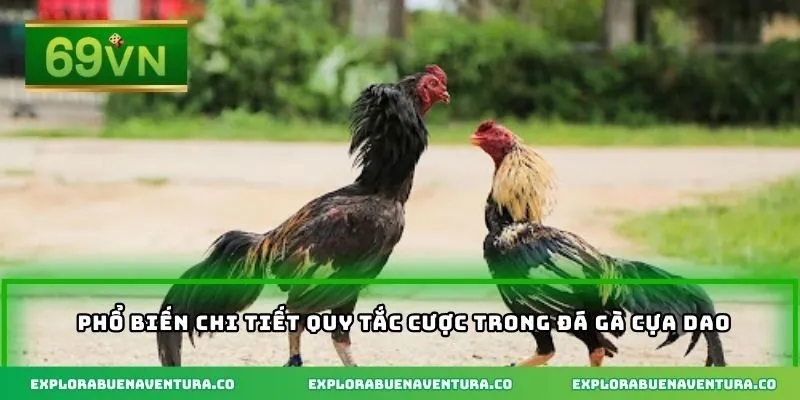 Phổ biến chi tiết quy tắc cược trong đá gà cựa dao