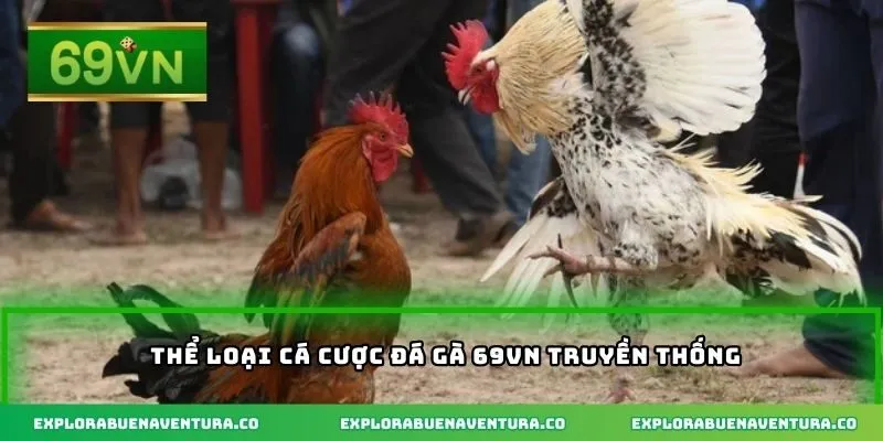 Thể loại cá cược đá gà 69VN truyền thống