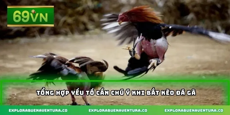 Tổng hợp yếu tố cần chú ý khi bắt kèo đá gà